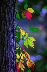 Nature Wallpaper Picsart Background Browse and add best hashtags to amplify your creativity on picsart community! nature wallpaper picsart background