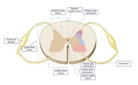 Blood cell production body support protection of internal organs calcium homeostasis all of the answers are correct. A P2 Lab 7 Hw A P2 Lab 6 Hw A P 2 Lab 5 Hw A P2 Lab 7 Pp A P2 Lab Midterm Review A P Lab 4 Pp Questions A P2 Lab 3 Hw A P2 Lab
