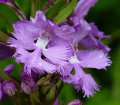 Image result for Platanthera psycodes