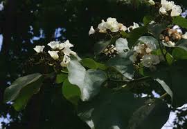Image result for Cordia africana