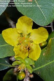 Image result for Ochna barbosae
