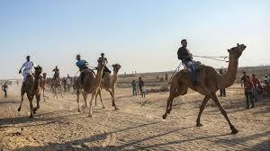 Because camels leg cannot stuck in desert but legs of horse are flat so they can stuck in the sand. Derelict Gaza Airport Becomes Racetrack For Cars Camels Al Monitor The Pulse Of The Middle East