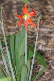 Image result for Hippeastrum puniceum