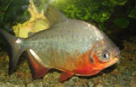 Bentuk tubuh dari ikan ini cenderung bulat, dan memiliki ikan bawal air tawar dapat tumbuh dan berkembang dengan berat sebesar 2 kg. Ikan Bawal Air Tawar Collossoma Macropomum Biota Dunia Perairan
