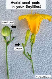 Stella de oro daylily seed pods. How To Prune Stella D Oro Daylilies Garden Sanity By Pet Scribbles