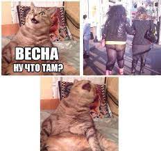 весна пришла :: жирнота :: котэ (прикольные картинки с кошками) / смешные  картинки и другие приколы: комиксы, гиф анимация, видео, лучший  интеллектуальный юмор.