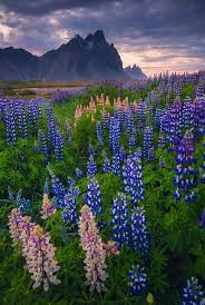 Vestrahorn In Bloom Join Our Photography Workshops In Iceland The Lupines Are Current Summer Nature Photography Iceland Landscape Nature Photography Flowers