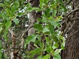 Image result for Combretum imberbe