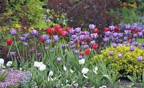 Schoner Garten Von Fruhling Bis Winter Garten Garten Pflanzen Tulpen Garten