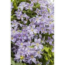 Clematis online kaufen bei baumschule w. Clematis Viticella Prince Charles Pflanzen Fur Dich De 5 95