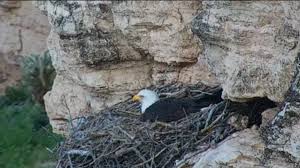 Incubation is the process providing fertilized eggs with optimum conditions of temperature, relative humidity and ventilation necessary for the natural incubation is done by the hen itself, after having a number of eggs. Bald Eagle Egg Nearly Ready To Hatch At Lake Pleasant As Camera Livestreams Nest 12news Com