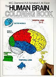These three structures are often referred to as separate 'brains', due to the, now redundant, belief that they operate independently (while in fact neuroscientist paul maclean conceived the 'triune brain' model in which three major brain structures are thought to be in control of three major aspects of. The Human Brain Coloring Book Coloring Concepts Diamond Marian C Scheibel Arnold B Amazon Com Books