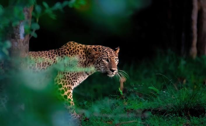 Mumbai's Sanjay Gandhi National Park To Launch Leopard Safari: Here's What You Need To Know