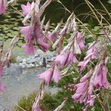 Image result for Dierama formosum