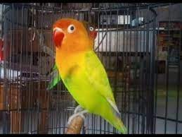 Burung lovebird menjadi salah satu jenis burung yang tidak pernah kehabisan penggemar setia. Ciri Ciri Dan Harga Burung Lovebird Pastel Ijo Atau Pasjo Youtube