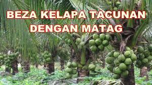 Antara varieti kelapa yang berpotensi tinggi selain kelapa matag dan kelapa pandan ialah kelapa rendah kuning malaya (myd) dan kelapa rendah merah malaya (mrd). Apa Beza Kelapa Tacunan Dan Kelapa Matag Youtube