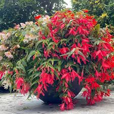 Image result for Begonia oxyloba