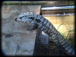 Black And White Tegu Lizard In South Carolina Deer Fern Farms Uromastyx Miscellaneous Species Page Animal Conservation Deer Fern Uromastyx
