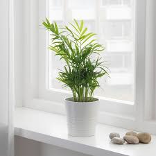 Chamaedorea Elegans Loncanica Palma Srece Ikea In 2020 Plants Potted Plants Cat Safe Plants