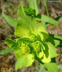 Image result for Euphorbia serratifolia
