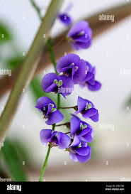 Image result for Hardenbergia comptoniana