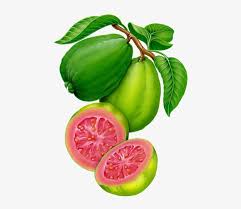 vector transparent download guayaba dcbd c png botanicos guava fruit clipart transparent png 490x640 free download on nicepng guava fruit clipart transparent png