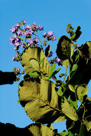 Image result for Wigandia urens