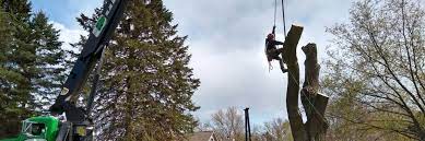 Which is the best tree trimming service near me? Tree Removal Near Me Reviews