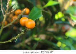 Image result for Allophylus