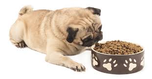 Merrick grain free dry puppy food your little pup needs food that supports his growth and development. What Kind Of Dog Food Is Best For Pugs K9 Web