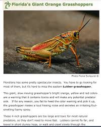 The easter lubber or romalea guttatta is probably the most well known grasshopper in the southeastern united states and is definitely the largest!they can be called the clowns of the insect world due to their coloration. Florida S Giant Orange Grasshopper The Eastern Lubber Steemit