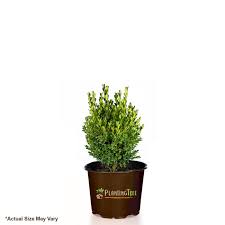 Green Mountain Boxwood Plantingtree