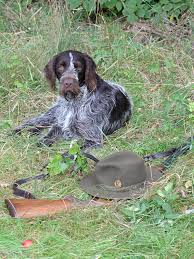 Image result for český fousek stavba těla