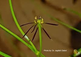 Image result for Iphigenia pauciflora