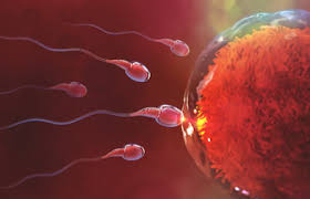 Frøhvelvet fungerer som en stor bankboks for frø, og det er viktig å vite hvor ofte frøene i hvelvet må byttes ut, sier åsmund asdal. Fun Fact Drop In Legene