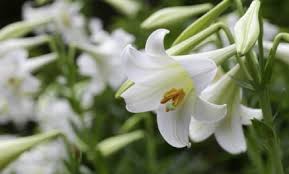 These ornamental houseplants are very poisonous to cats and dogs. Are Easter Lilies Poisonous To Humans And Pets Insightweeds