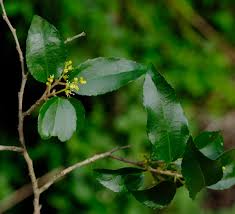 Image result for Trimeria