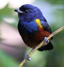 Ferro Velho Alcaide Gaita Gaturamo Rei Serrador Tiete Chincharra Ou Chincharrinho Euphonia Pectoralis Pet Birds Beautiful Birds Animals Beautiful