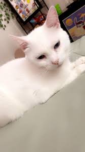 EDIT: SHE IS HOME ❤️🐈 LONG 3 WEEKS!!! Still missing “lola” Stanton fitz  warrren area ….. 💔