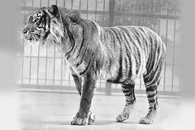 Ivory Billed Woodpecker Javan Tiger Extinct Animals Rare Animals