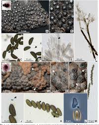 Image result for Hypoxylon multiforme