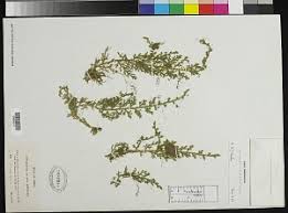 Image result for Selaginella cathedrifolia