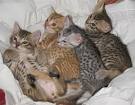 FBRL: Ocicat Breeders - breedlist
