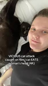 Wild Cat Hitting Lady