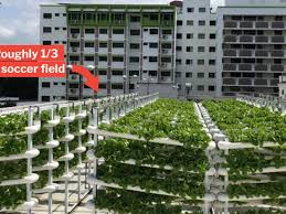 Mandatory tests for residents at block 113 ang mo kio avenue 4 after 9 cases found. Ang Mo Kio Rooftop Farm Can Produce Enough Vegetables For 1 600 People Monthly