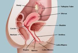 At the lower left rib cage, you have the lower lobe of your lt lung, the spleen, stomach, pancreas, the splenic flexure, transverse colon, and the start of your descending colon. Liver Picture Image On Rxlist Com