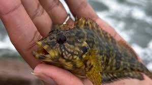 Image result for Blepharis buchneri