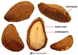 Find the perfect cashew nut tree stock photos and editorial news pictures from getty images. Brazil Nut Paradise Nut Cashew