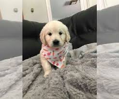 Pups will be microchipped, wormed and have 1st. View Ad English Cream Golden Retriever Puppy For Sale Near Vermont Bristol Usa Adn 143891