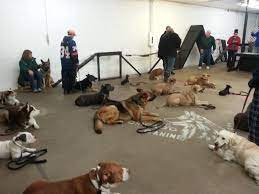 Maybe you would like to learn more about one of these? Chicago Pet Rescue Reviews And Ratings Chicago Il Donate Volunteer Review Greatnonprofits